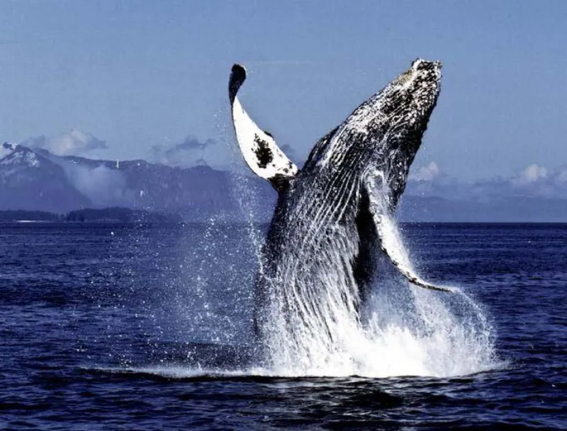 A humpback whale breaching